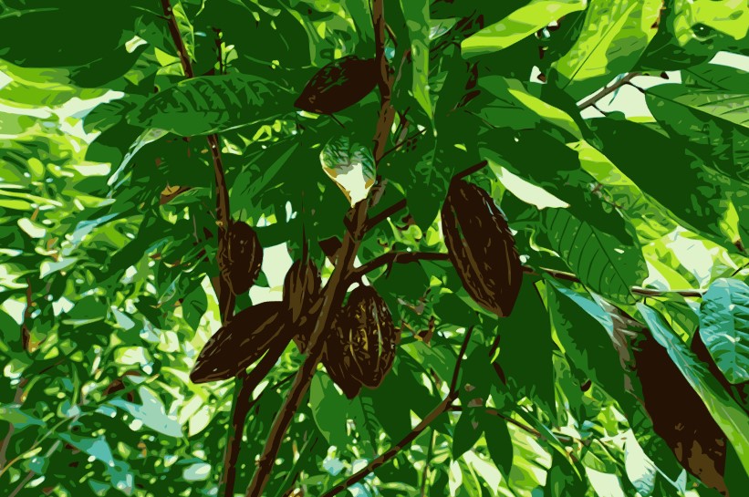 L'ADOPTION DU CACAO EQUATORIEN